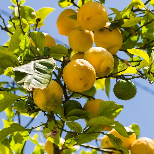 Lemons on tree — Stock Photo, Image