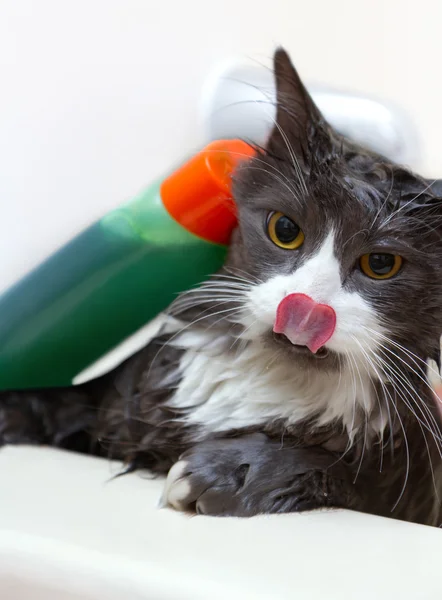 Chat Sous La Douche Photographie Raidtariq C