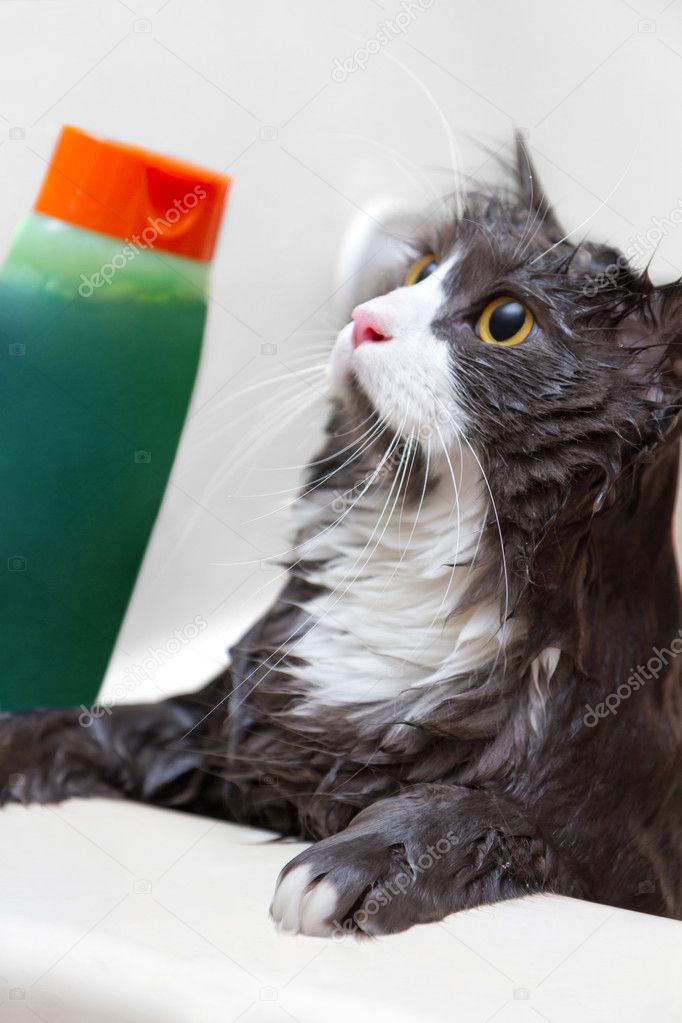 Chat Sous La Douche Photographie Raidtariq C