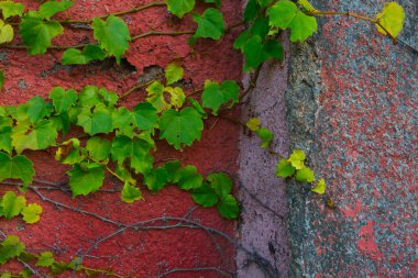duvar köşesi ve yeşil bitkilerin yaprakları