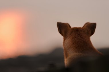 köpeğin arka altında günbatımı