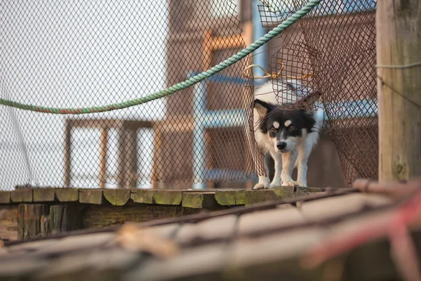 Barbed wire vigilant watchdog — Stock Photo, Image