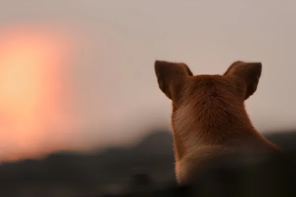 犬の背部の下で日没 ロイヤリティフリーのストック写真