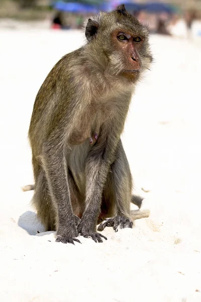 De aap — Stockfoto