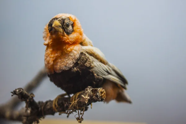 Naranja pájaro en árbol — Foto de Stock