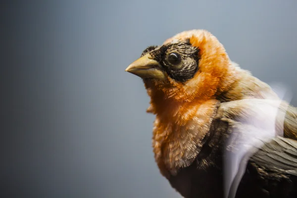Orange fågel — Stockfoto