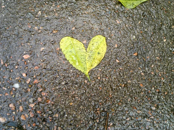 Hojas de árbol en forma de corazón —  Fotos de Stock