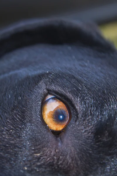 Brown Dog Eye in Close up