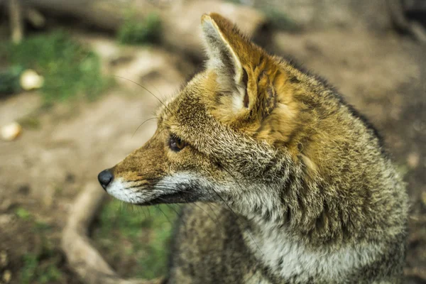 Raposa selvagem no Parque Natural do Uruguai Imagens De Bancos De Imagens Sem Royalties