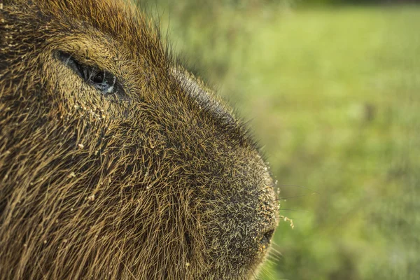 Uruguayanischer wilder Carpincho im Detail Stockbild