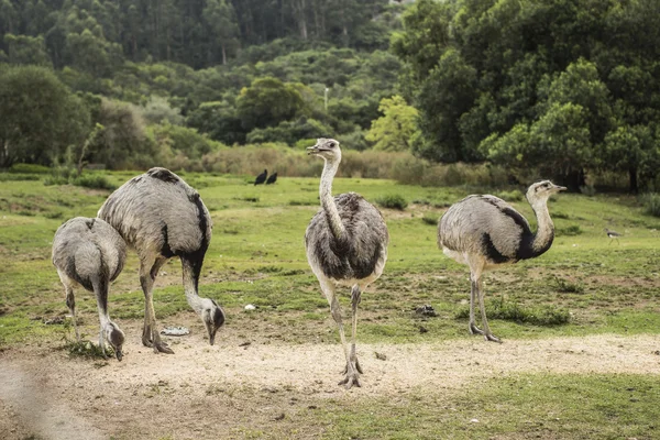 Dél-amerikai szárazföldi madarak Rheas eszik Jogdíjmentes Stock Fotók