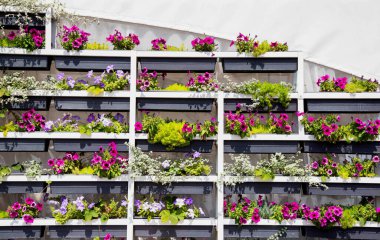 Birçok renkli petunya çiçekleri bir kitaplıkta, arka planda. Metin ve dekorasyon için alanı kopyala