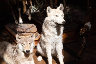 İki orman kurtunun doldurulmuş hayvanı, yakın plan. Hayvan avlama konsepti