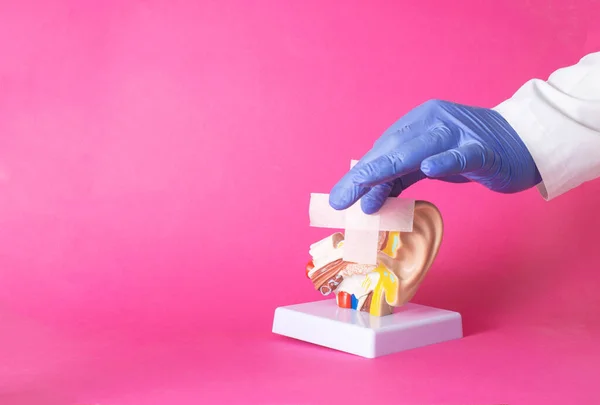 Lekarz Przykleja Plaster Medyczny Makiety Ludzkiego Ucha Różowe Tło Koncepcja — Zdjęcie stockowe