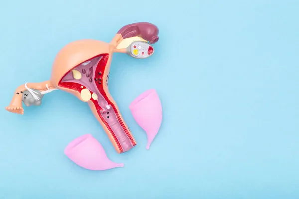 Dwa różowe żeńskie kubki menstruacyjne z układem medycznym żeńskiego układu rozrodczego na niebieskim tle. Koncepcja nowości w medycynie dla waginalnej miski do zbierania wydzieliny, środowiska — Zdjęcie stockowe