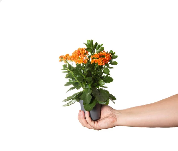 Kalanchoe Orange Fleur Dans Pot Dans Une Main Sur Fond — Photo