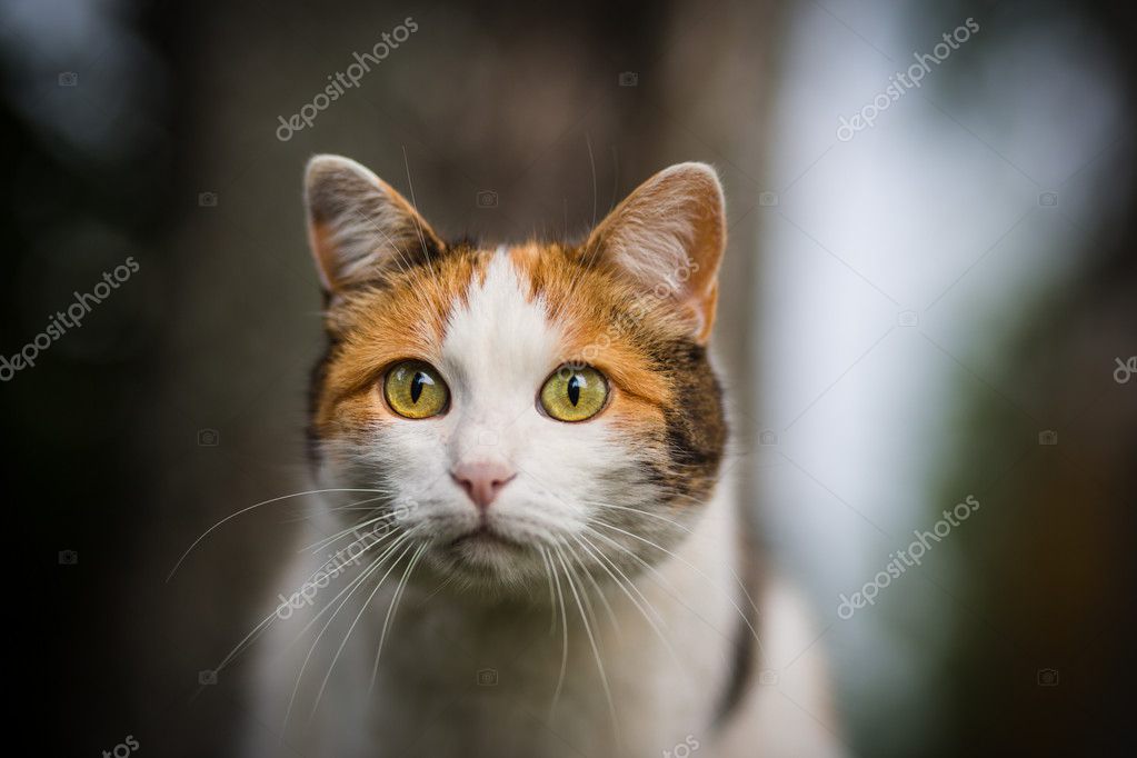 Portrait D Un Tres Beau Chat Coon Maine Rouge Photographie Logos12 C Portrait D Un Tres Beau Chat Coon Maine Rouge Photographie Logos12 C