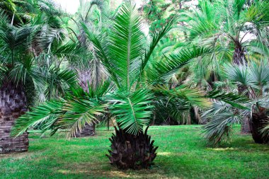 astropikal doğası. dendro sochi