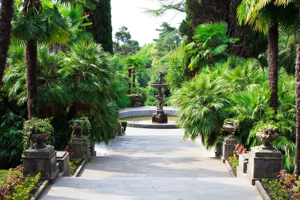 La natura dei subtropici. Dendro Sochi — Foto Stock