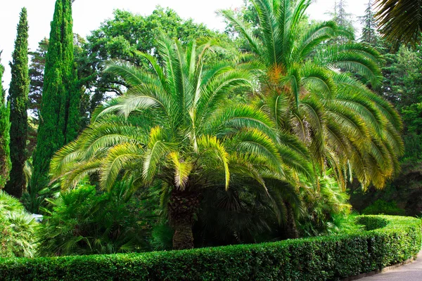 Naturaleza de los subtrópicos. Dendro Sochi — Foto de Stock