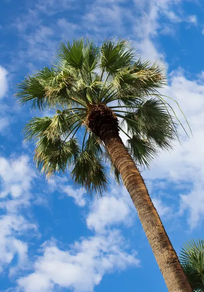 Palm trees against a blue sky, Abkhazia — Stock Photo, Image