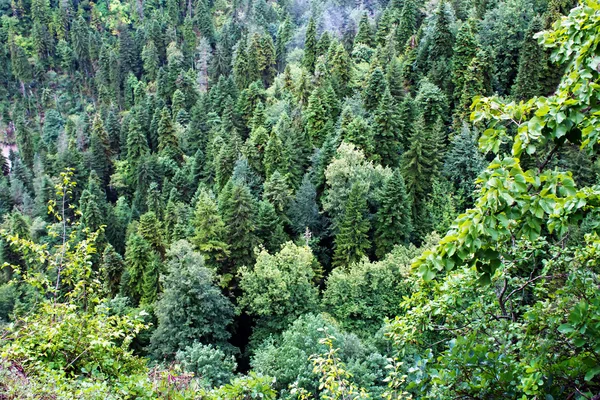 산 숲 압하스 — 스톡 사진