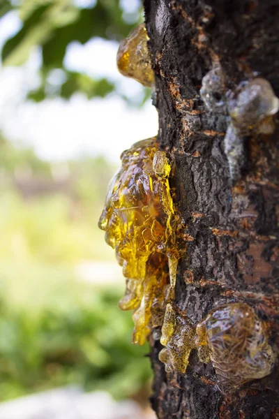 Drops of resin on a tree trunk — Stock Photo, Image