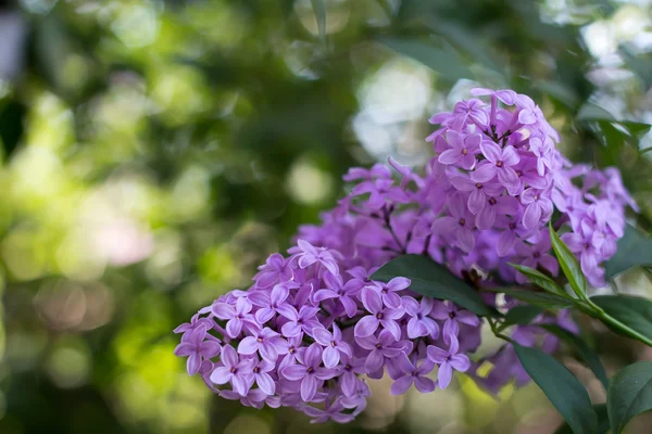 Lilac — Stock Photo, Image