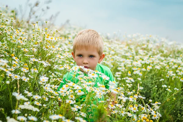 Boy on Romashkova field — Stock Photo, Image