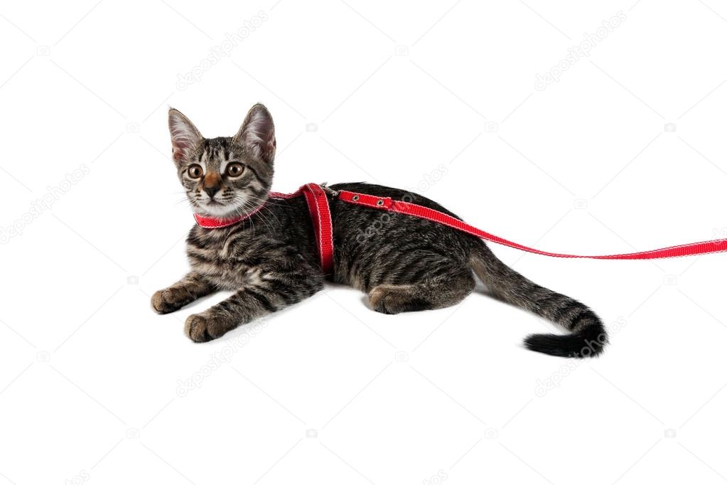 Beautiful striped kitten on a leash