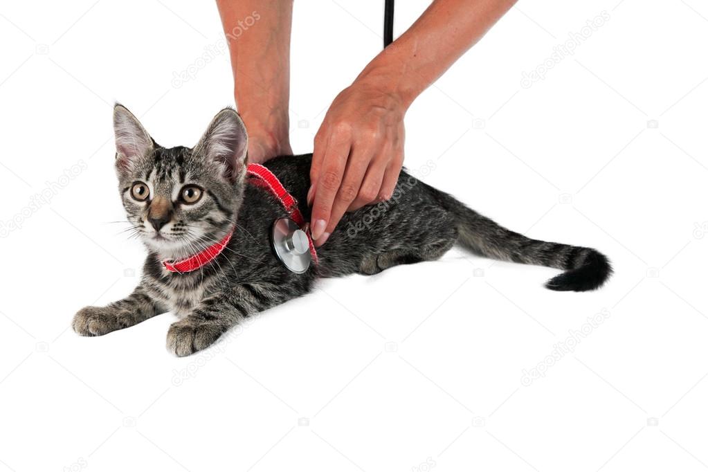 Veterinarian examines a cat isolated on white