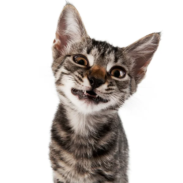 Gray striped kitten with a displeasure grimace — Stock Photo, Image