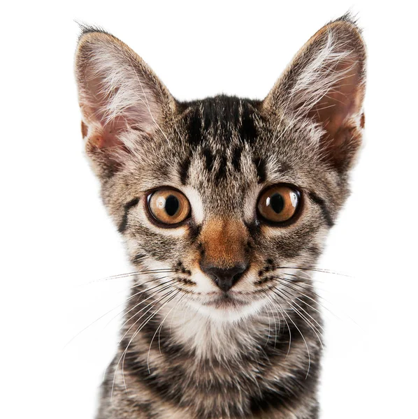 Gatinho listrado cinza com um grimace inteligente — Fotografia de Stock