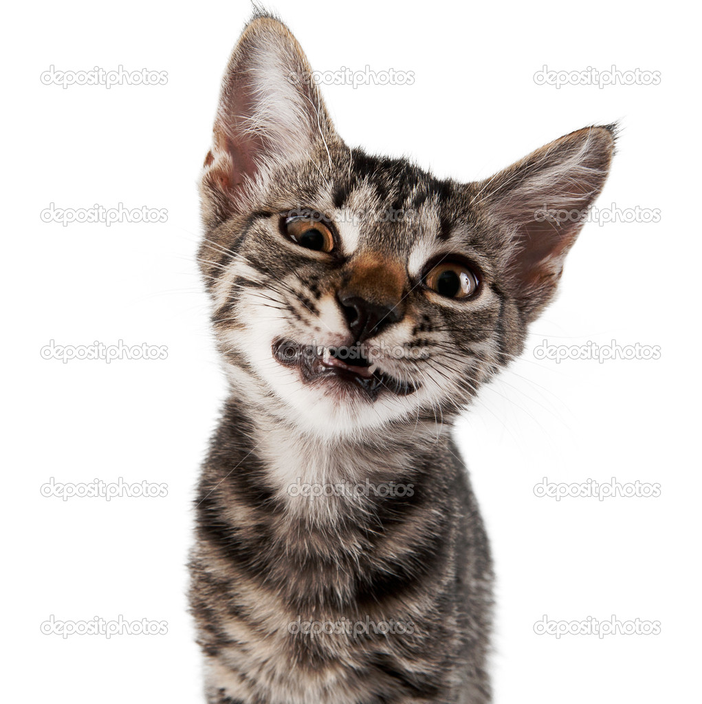 Gray striped kitten with a displeasure grimace