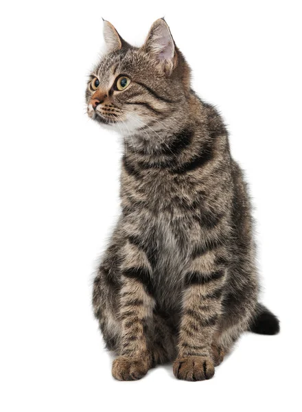 Серый полосатый кот смотрит налево — стоковое фото