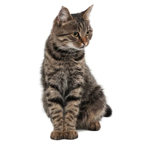 Grau gestreifte Katze sieht richtig aus lizenzfreie Stockbilder