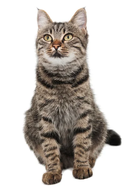 Gris rayas gato mirando hacia arriba — Foto de Stock