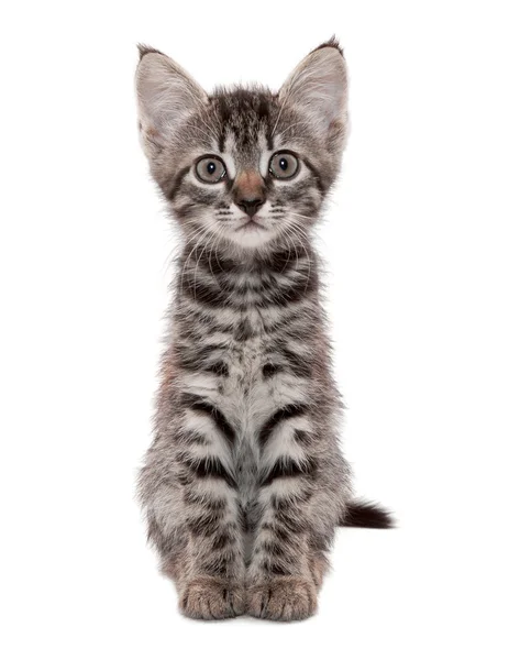 Gray striped kitten with a surprised grimace — Stock Photo, Image
