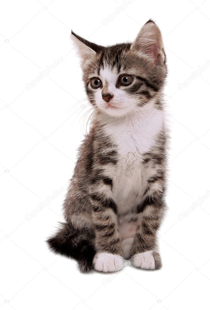 Gray striped kitten with a sad grimace