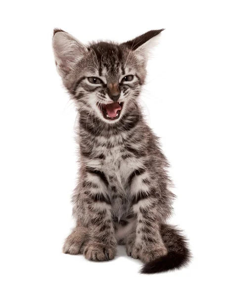 Grå randig kattunge med en skeptisk grin — Stockfoto