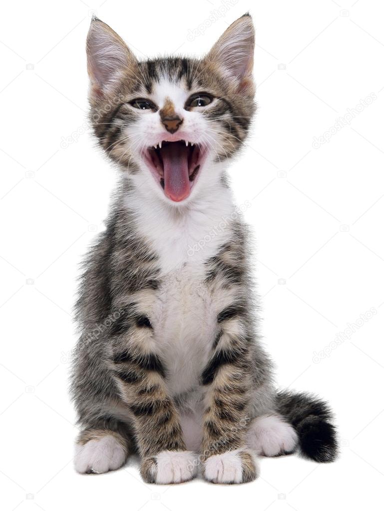Gray striped kitten with shock grimace