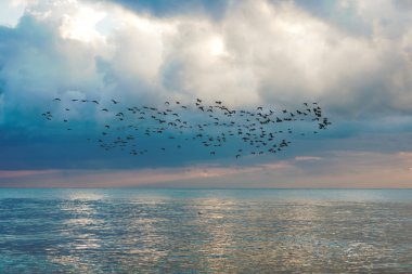 Kuşlar sürüsü mavi gökyüzü ile deniz manzarası üzerinde