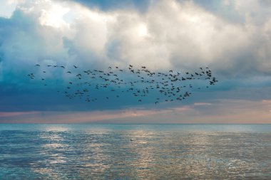 Flock of birds on seascape with blue sky clipart