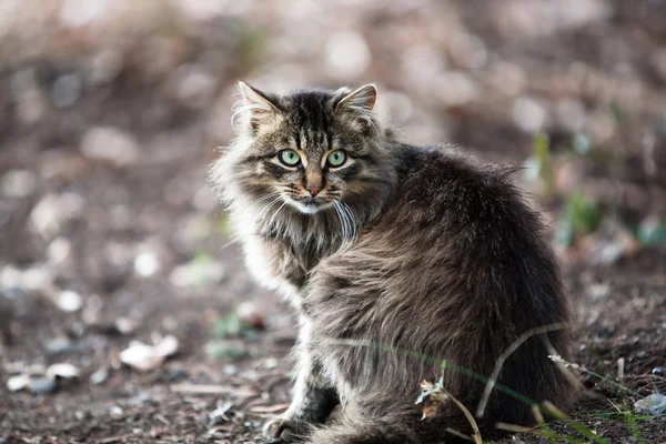 Kabarık kedi — Stok fotoğraf