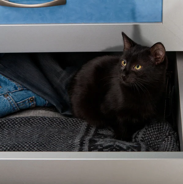 Gatinho preto na gaveta aberta — Fotografia de Stock