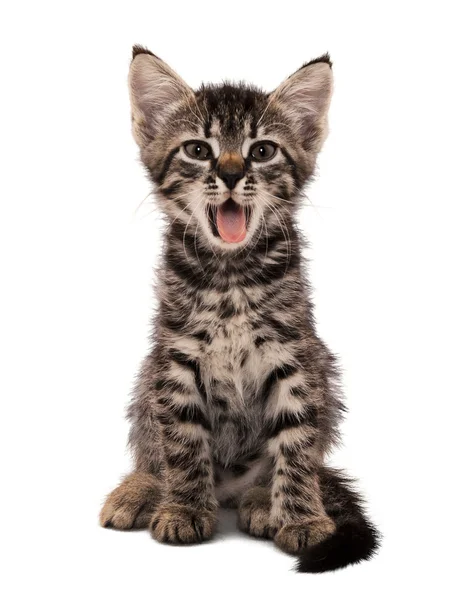 Gatito rayado gris con mueca de choque — Foto de Stock