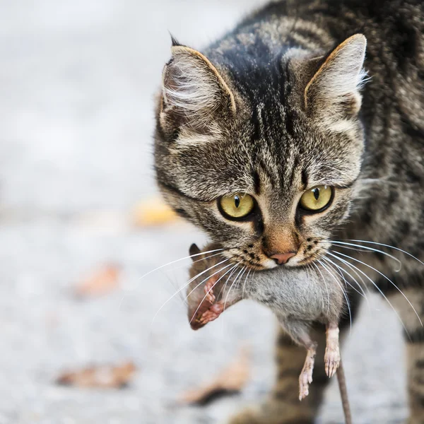 Gato sostiene el ratón capturado — Foto de Stock