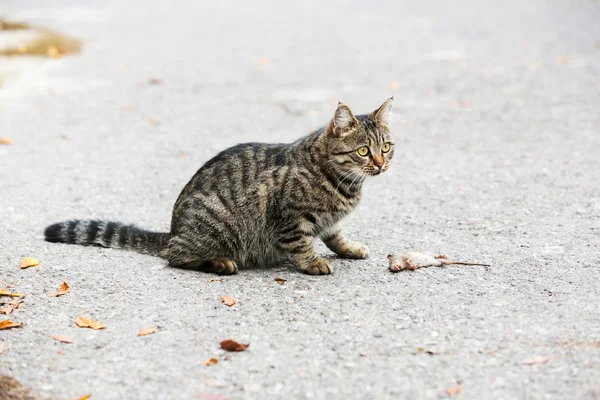 Kapana kısılmış fareyle oynayan kedi — Stok fotoğraf