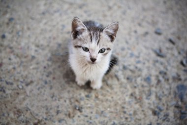 üzgün küçük evsiz kedi