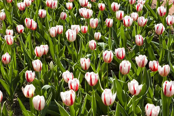 Champ de fleurs de tulipes blanches et roses — Photo